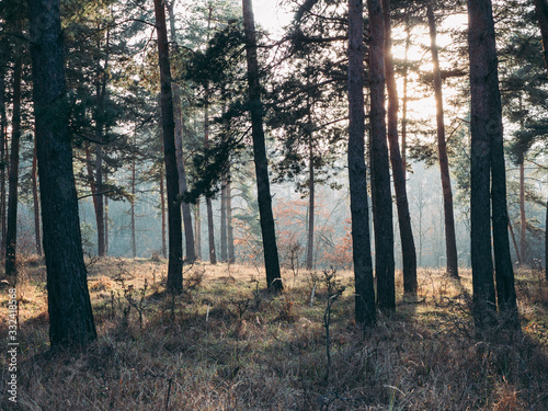 Forest landscape. Amazing nature concept. © Laszlo