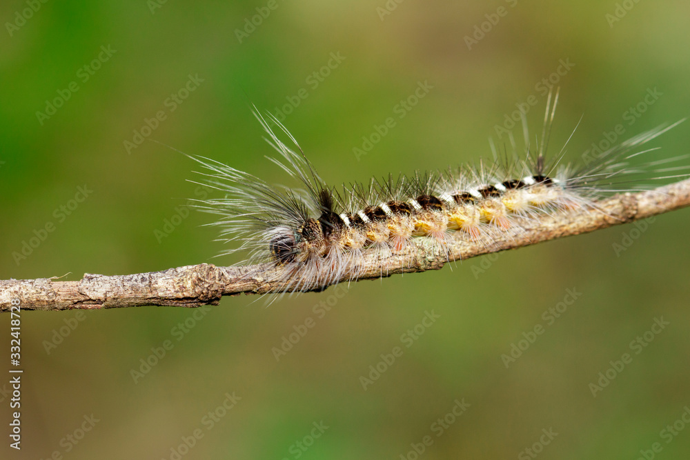 Image of Hairy caterpillar on tree branch on natural background. Insect. Worm. Animal.