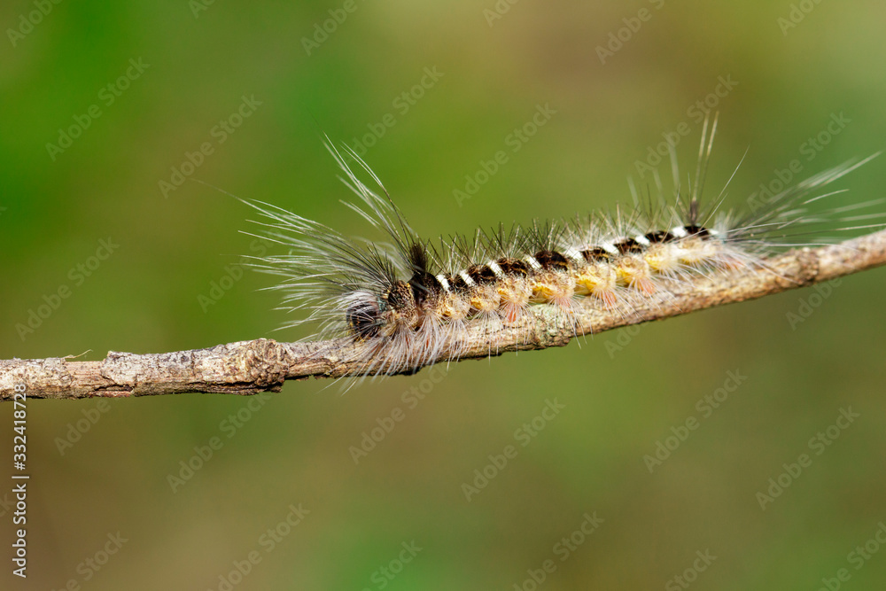 Fototapeta premium Image of Hairy caterpillar on tree branch on natural background. Insect. Worm. Animal.
