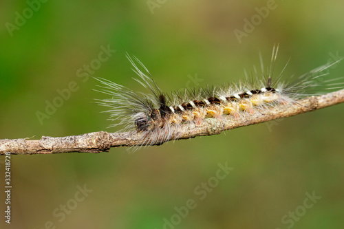 Image of Hairy caterpillar on tree branch on natural background. Insect. Worm. Animal. © yod67