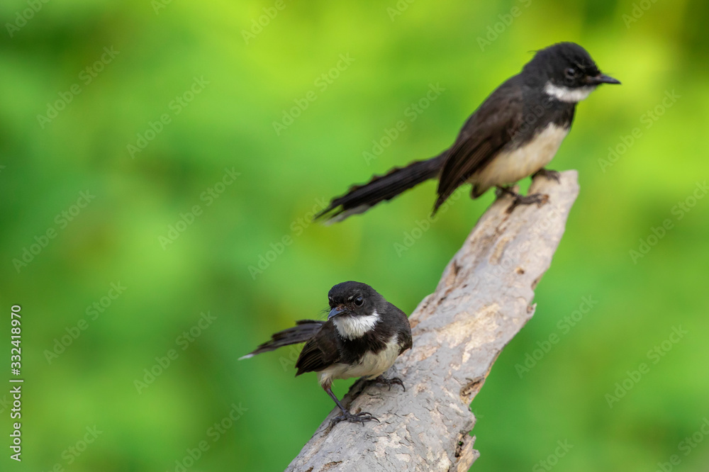 Image of oriental magpie robin(Copsychus saularis) on branch on nature background. Bird. Animals. Image of oriental magpie robin(Copsychus saularis) on branch on nature background. Bird. Animals.