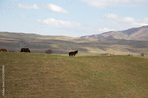 Horses graze in a meadow in the mountains. Grazing livestock. © Alwih