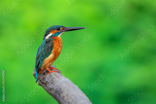 Image of common kingfisher (Alcedo atthis) perched on a branch on nature background. Bird. Animals. © yod67