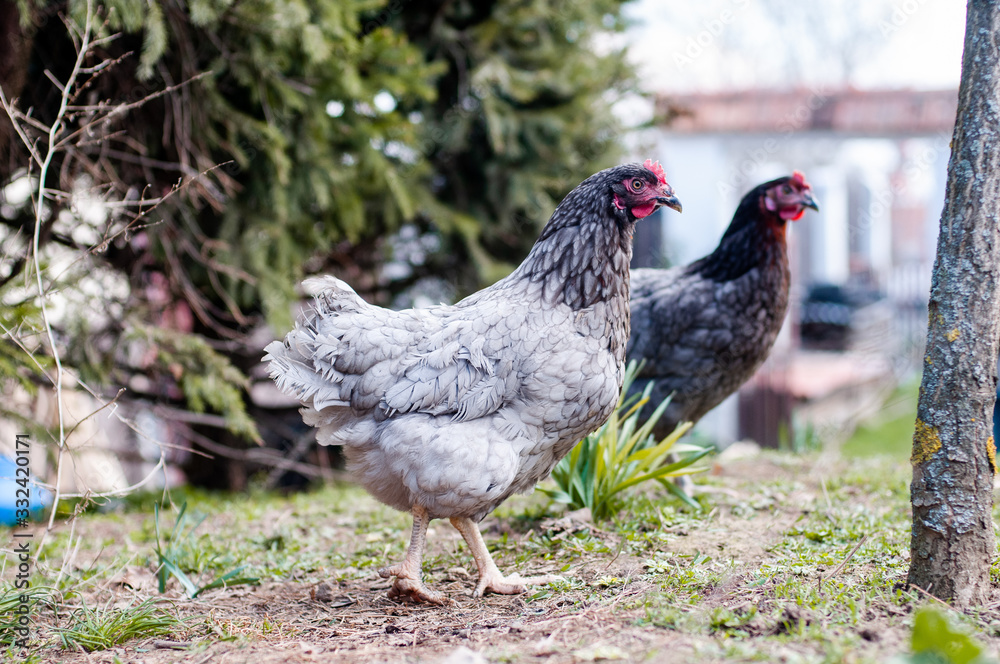 Hens, chickens on farm.