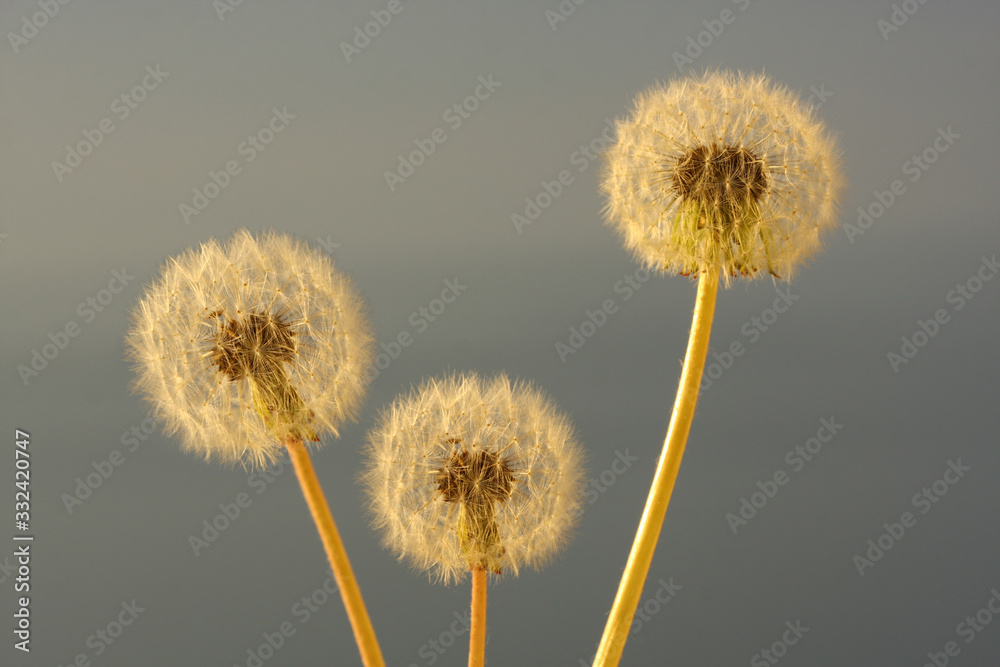 Fototapeta premium White dandelions against the gray sky