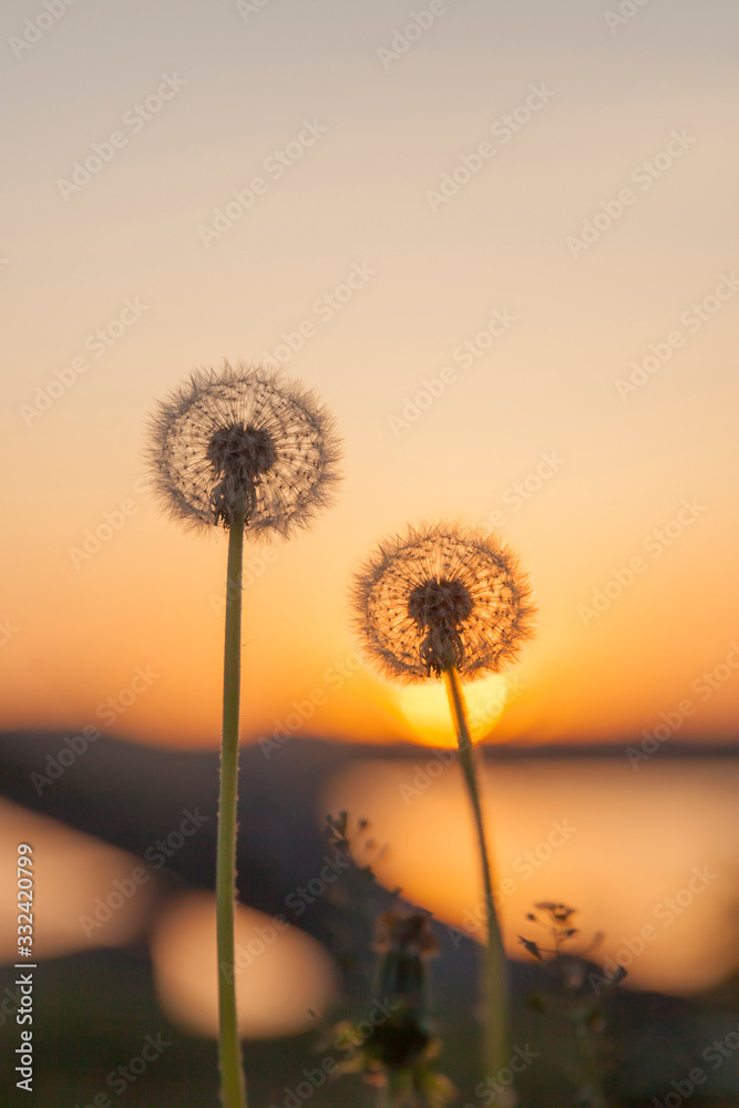White dandelions on sunset background
