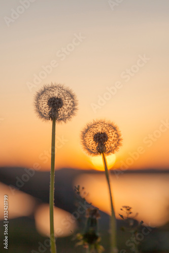 White dandelions on sunset background