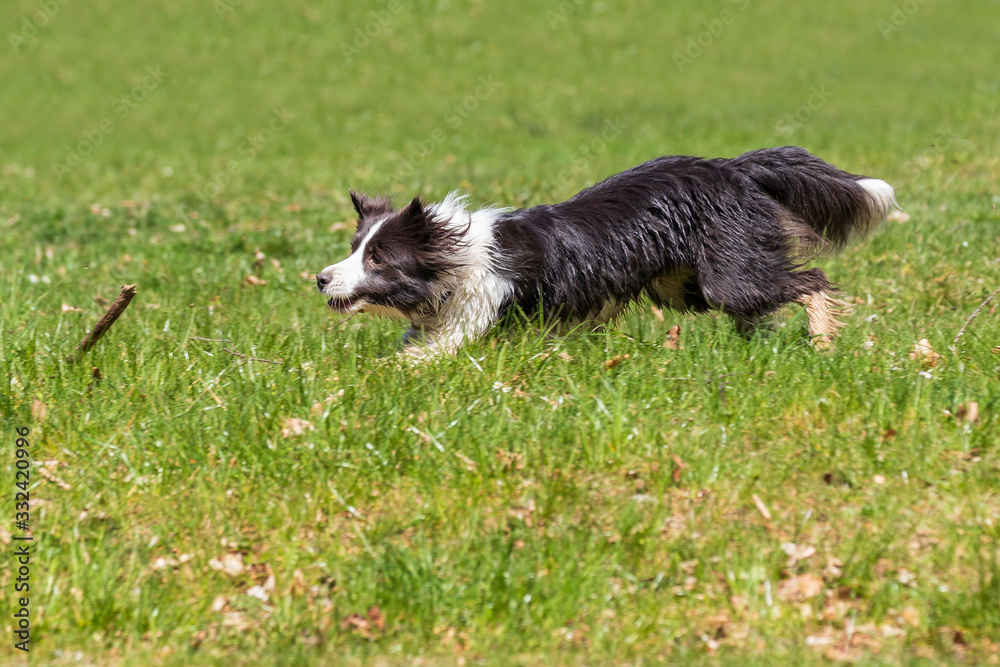 Border Collie runs on a green lawn in sunny weather. Border Collie runs on a green lawn in sunny weather.