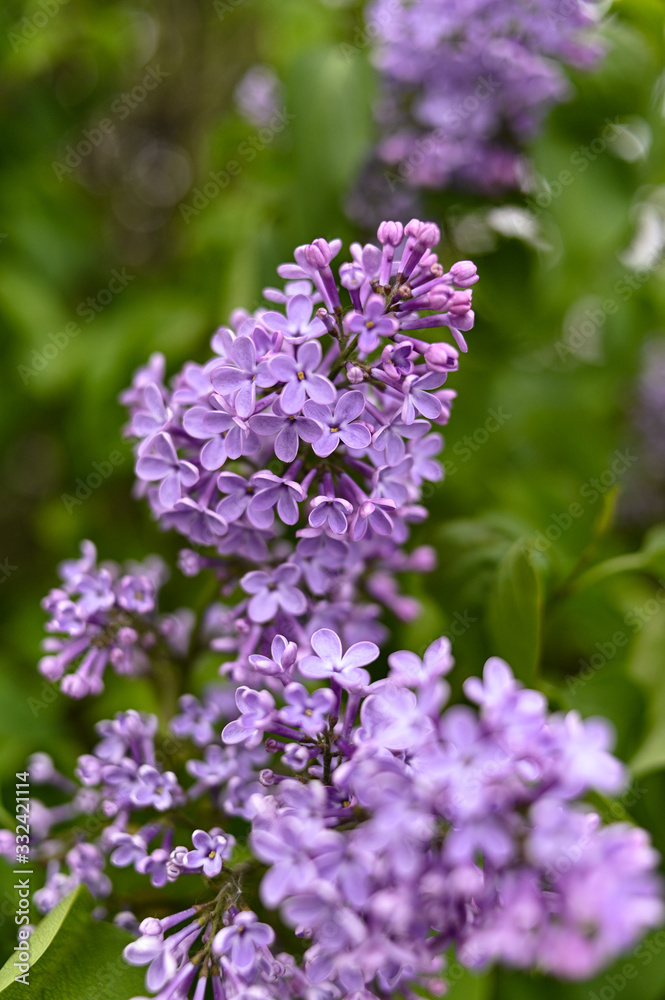 Fresh spring blossom flower, purple color. Fresh spring blossom flower, purple color.
