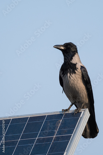 A Hooded Crow Standing on a Solar Panel and Enjoying the Spring Sun