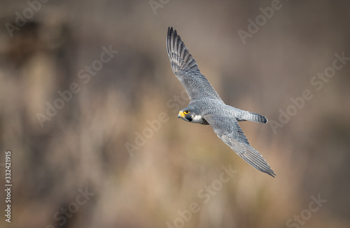 Peregrine Falcon 