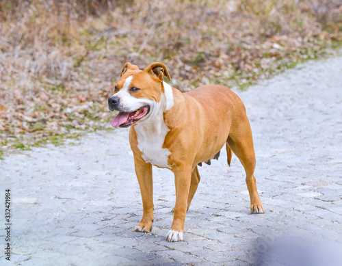 American Staffordshire Terrier dog