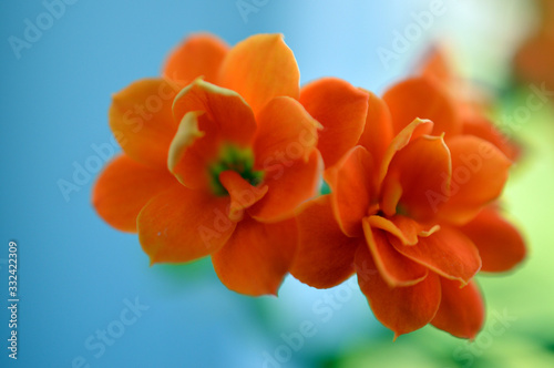 Makroportrait einer orangen Blüte