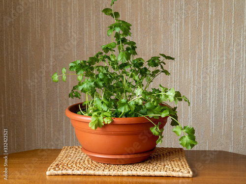 Photos Coriander variety Calypso growing indoors in a terracotta coloured plastic bowl