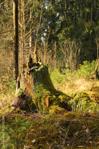 Old tree stump covered with green moss. Rotten stump is part of a forest ecosystem. Magical forest background. 