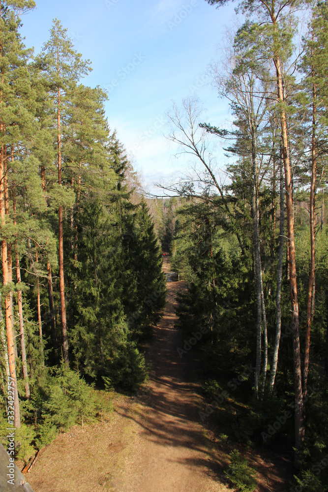 Obraz premium Taking a walk in the nature park. Capturing the walking trail between pines from above.