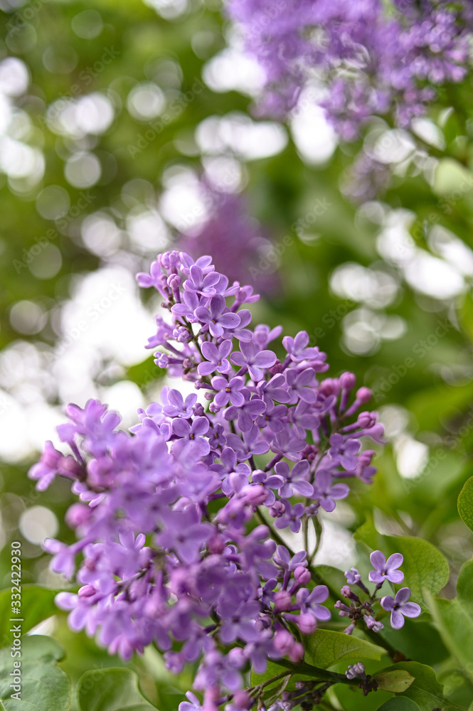 Fresh spring blossom flower, purple color. Fresh spring blossom flower, purple color.