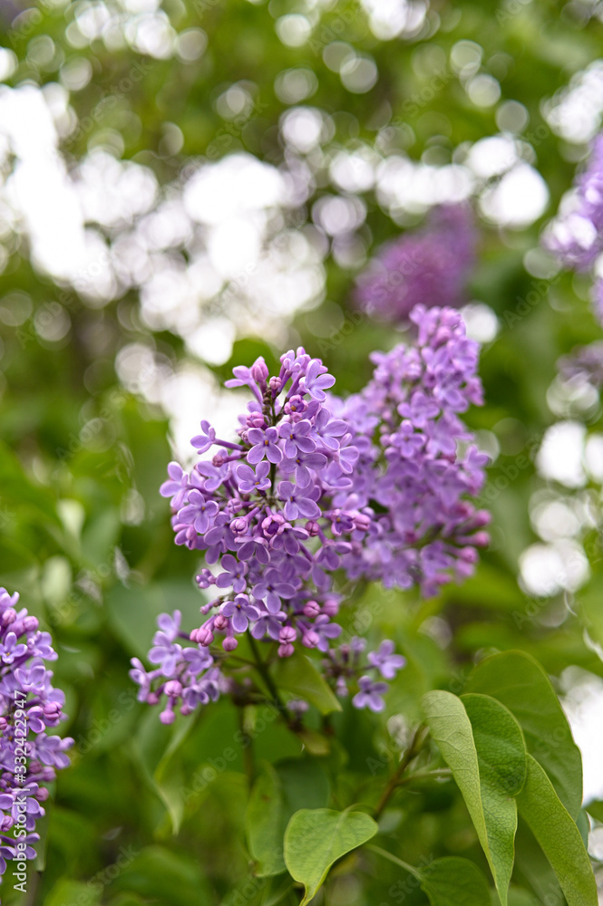 Fresh spring blossom flower, purple color. Fresh spring blossom flower, purple color.