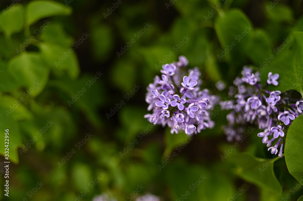 Fresh spring blossom flower, purple color. Fresh spring blossom flower, purple color.