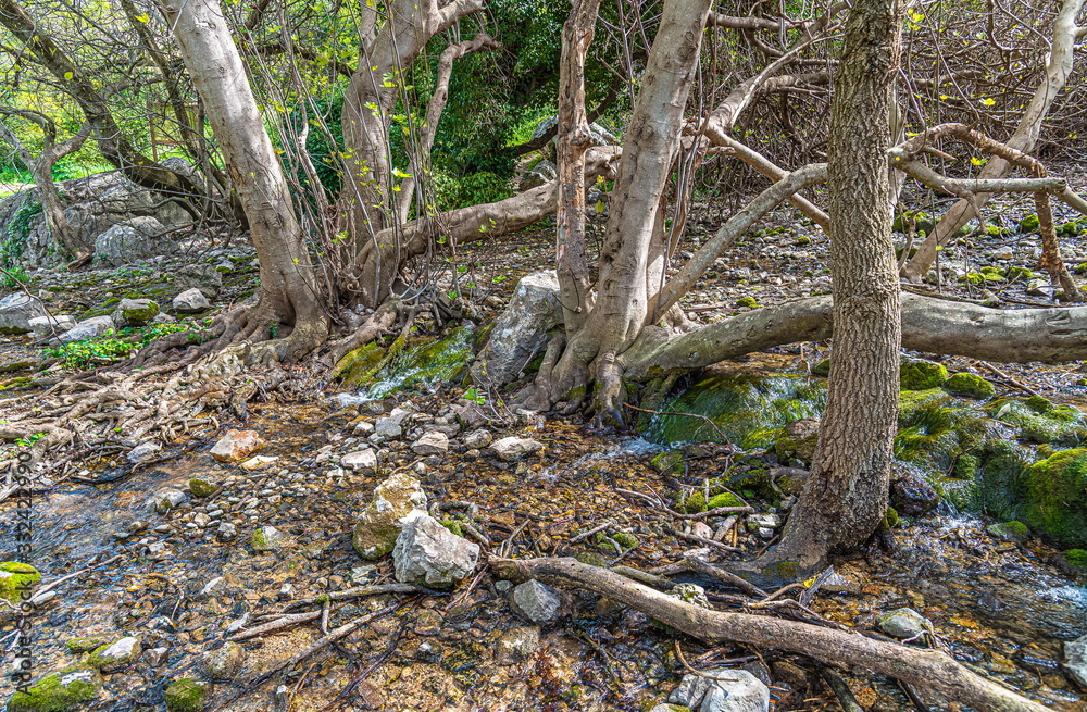 Picturesque and tipical vegetation near to Picturesque and tipical vegetation near to