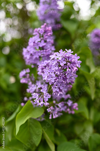 Fresh spring blossom flower  purple color.