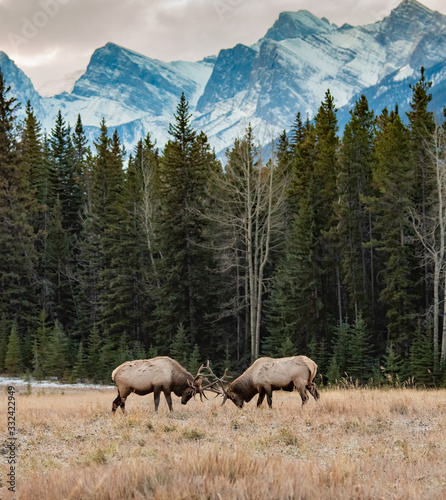 Elk fighting in Banff National Park 