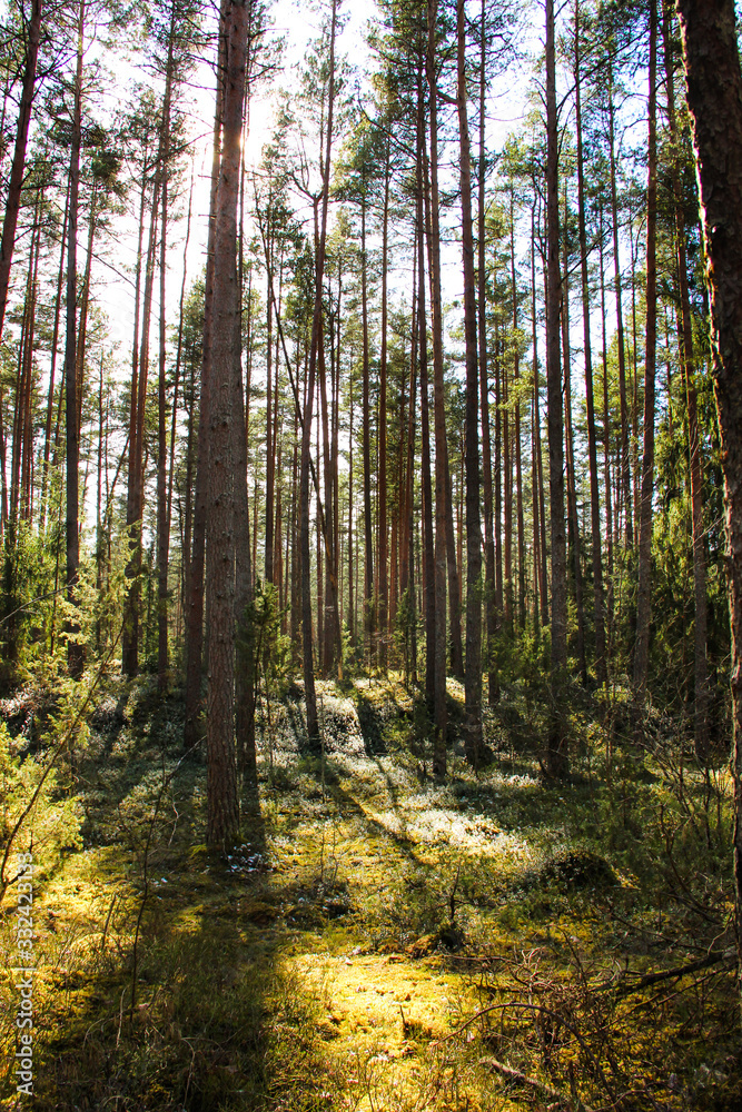 Taking an outdoor walk in the nature park. Wild trail among long pines. Freedom feeling during forest walk.