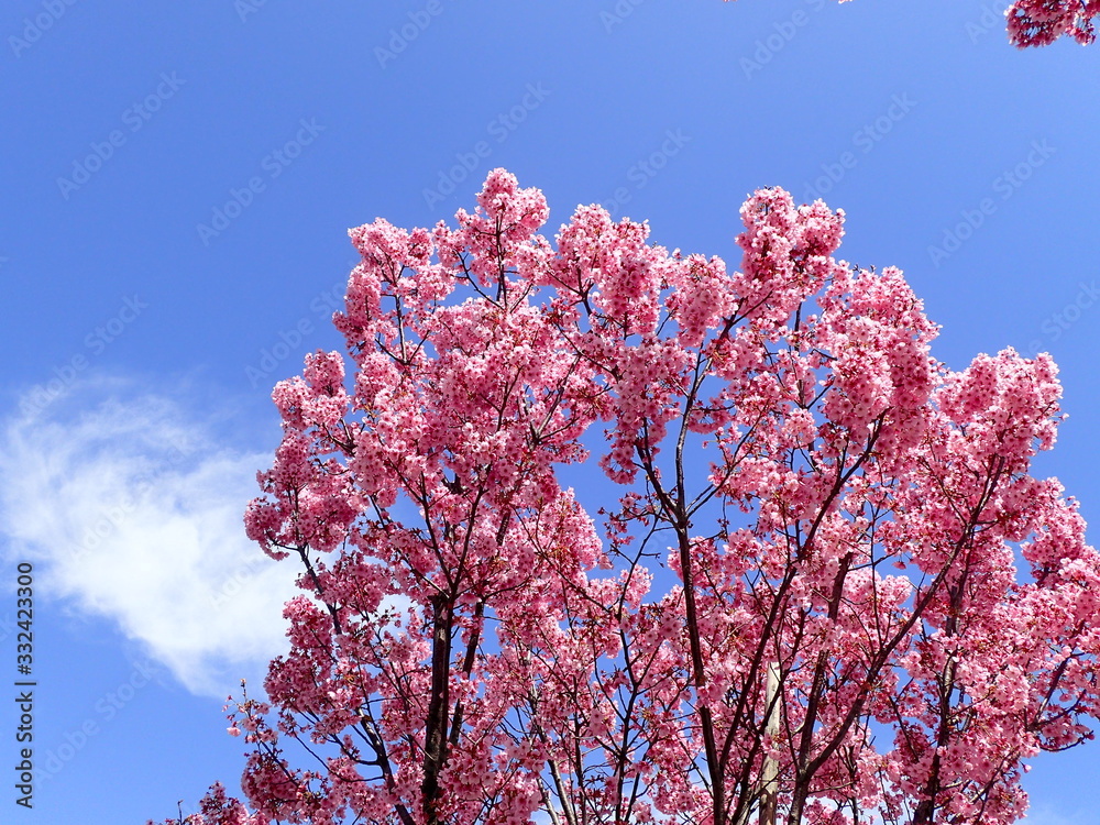 春の青空と濃いピンクの桜の木