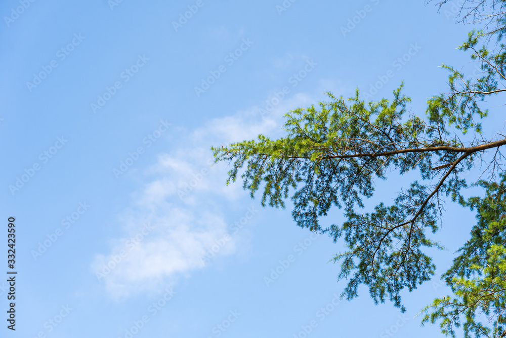 Pine leaf swaying on the blue sky Pine leaf swaying on the blue sky