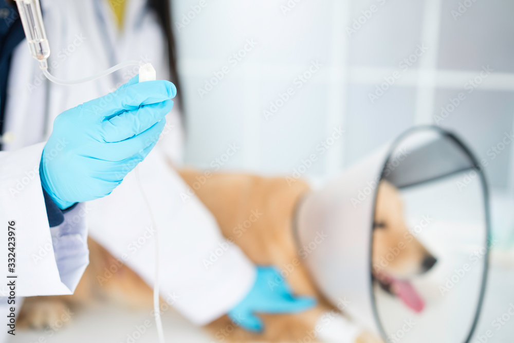 Saline bottle in the hospital. IV tubing. The vet is giving the dog a saline solution. Veterinary. Medical intravenous IV tube in hospital. Saline bottle in the hospital. IV tubing. The vet is giving the dog a saline solution. Veterinary. Medical intravenous IV tube in hospital.