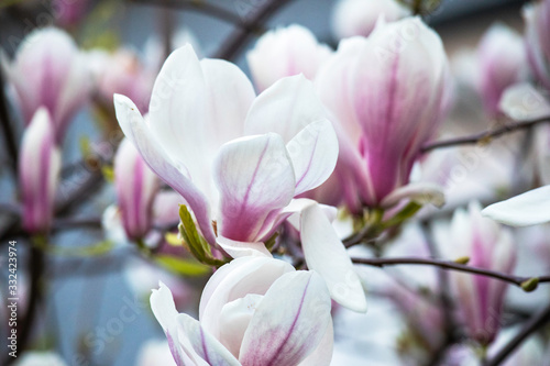 Magnolia  © OHDESIGN