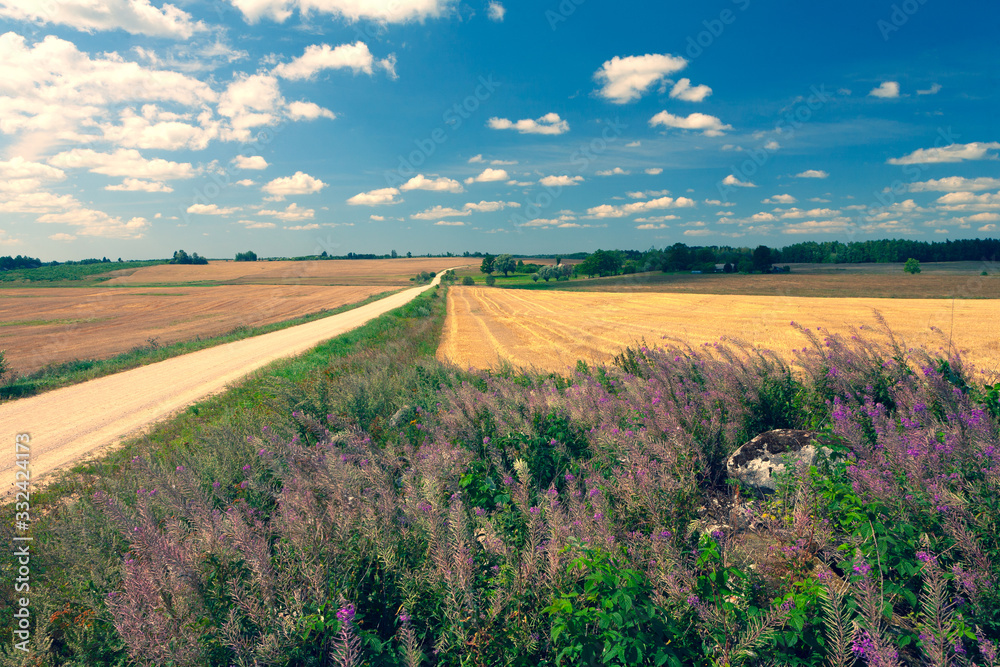 Fototapeta premium Dirt road in the field on a bright summer day