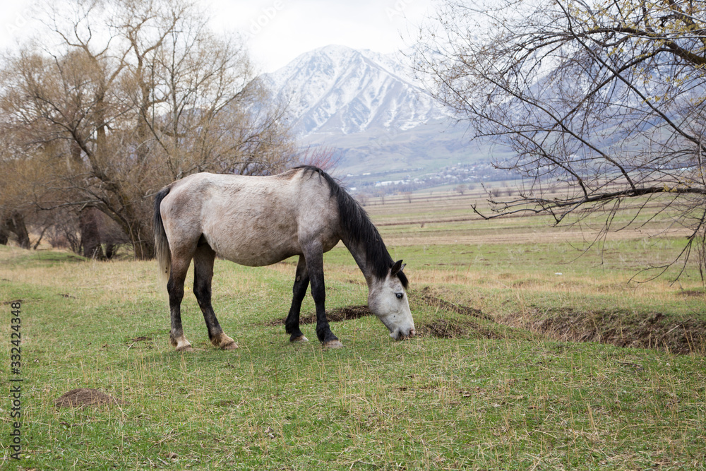 Horses graze in a meadow in the mountains. Grazing livestock. Horses graze in a meadow in the mountains. Grazing livestock.