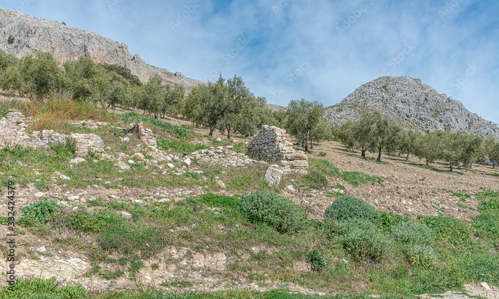 View of countryside with olive trees. Villanueva of Trabuco. Malaga. Spain.