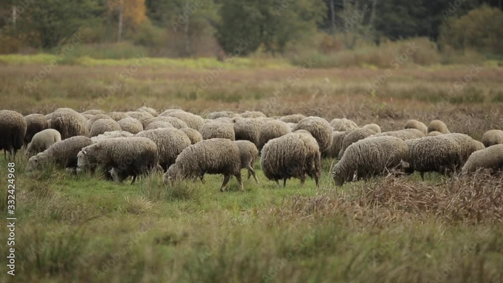 Free range sheep and lambs on a farm pasture Free range sheep and lambs on a farm pasture