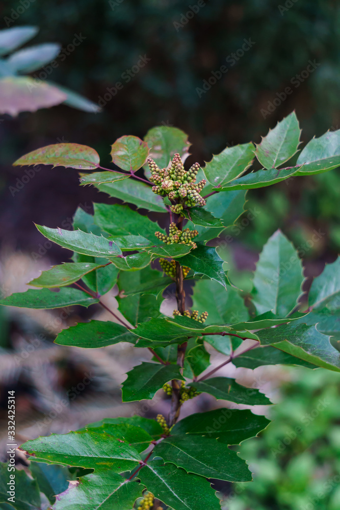 Oregon-grape bush green branch in early spring. Oregon-grape bush green branch in early spring.