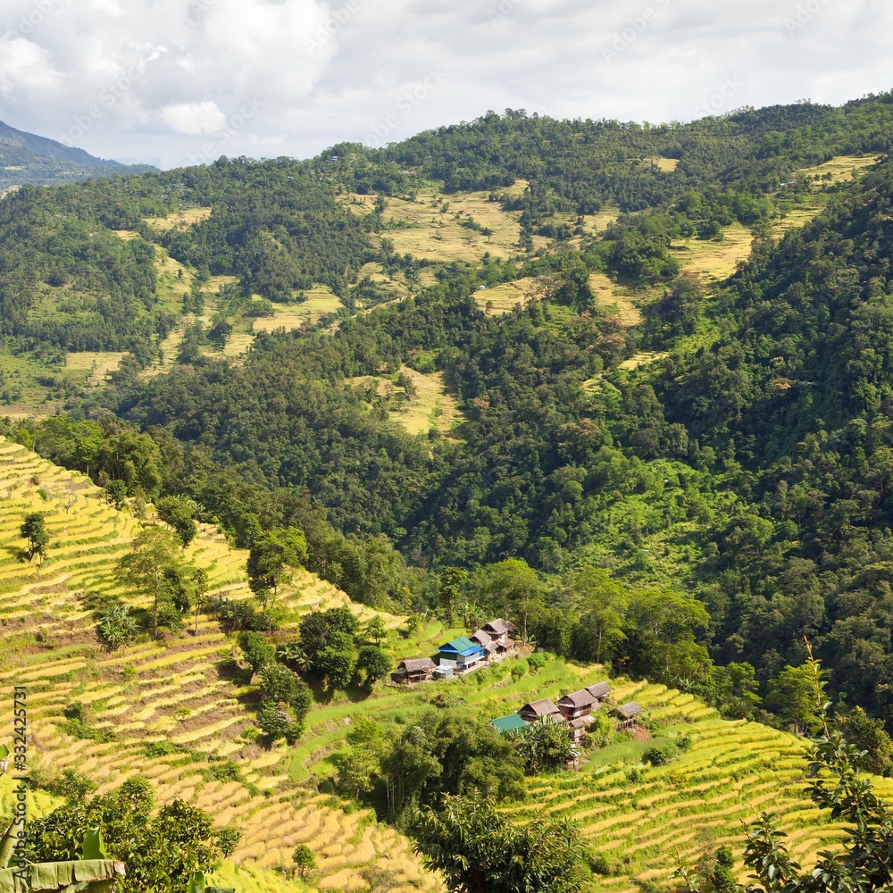 rice or paddy fields in Nepal Himalayas mountains