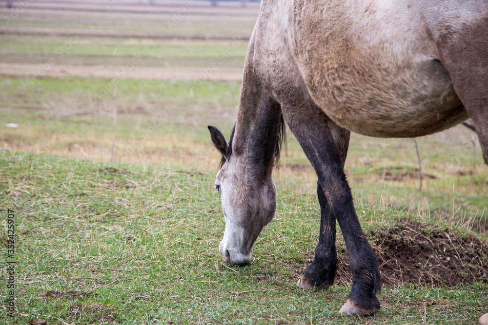 Horses graze in a meadow in the mountains. Grazing livestock. Horses graze in a meadow in the mountains. Grazing livestock.