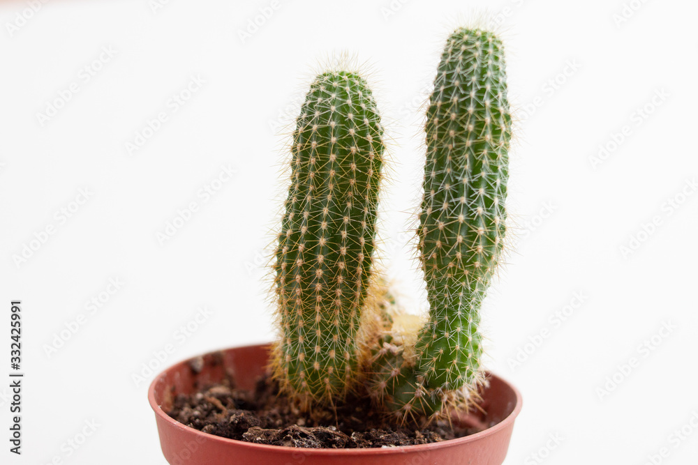 small green cactus in a pot on a white background small green cactus in a pot on a white background