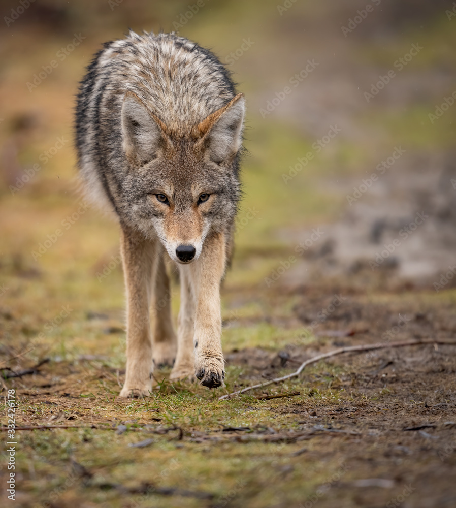 Obraz premium Kojot w Kanadzie