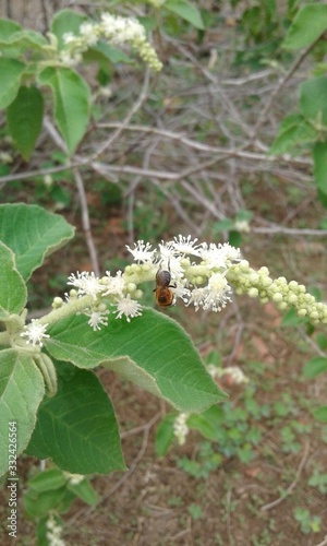 Jandaíra, brazilian's bee on flower