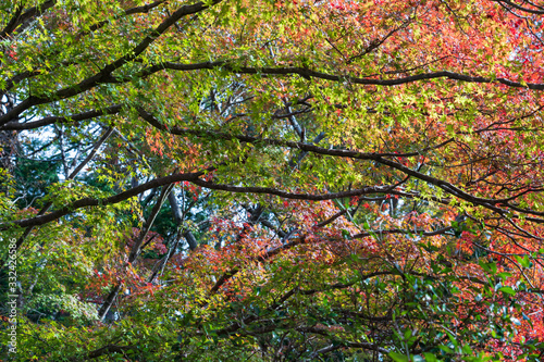 Colorful autumn leaves in the garden