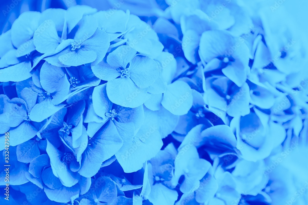 Blue hydrangea or hortensia flower background