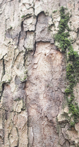 Fototapeta Naklejka Na Ścianę i Meble -  tree bark in the Park is an old tree, a beautiful natural