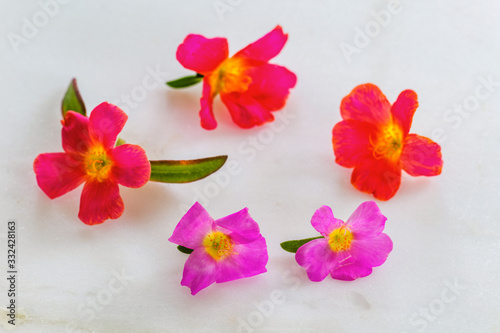 ポーチュラカの花 エディブルフラワー Stock Photo Adobe Stock