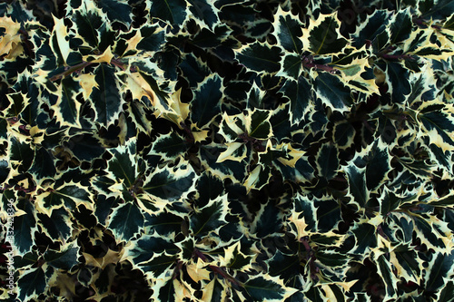 Floral background with green holly leaves.Natural pattern.