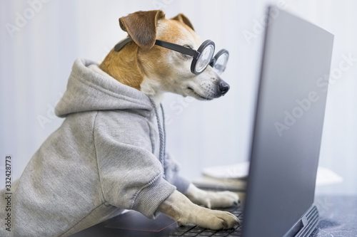 Smart working dog using computer typing on laptop keyboard. Designer freelancer working remotely from home Pet clothes gray jumper hoodie. quarantine Social distancing lifestyle. looking to the screen