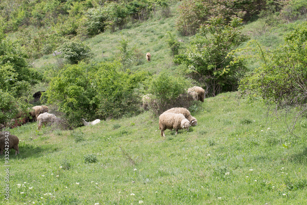 Sheep facing each other in a green field. Sheep facing each other in a green field.