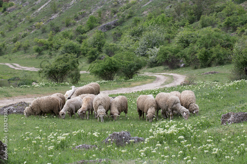 Sheep facing each other in a green field.