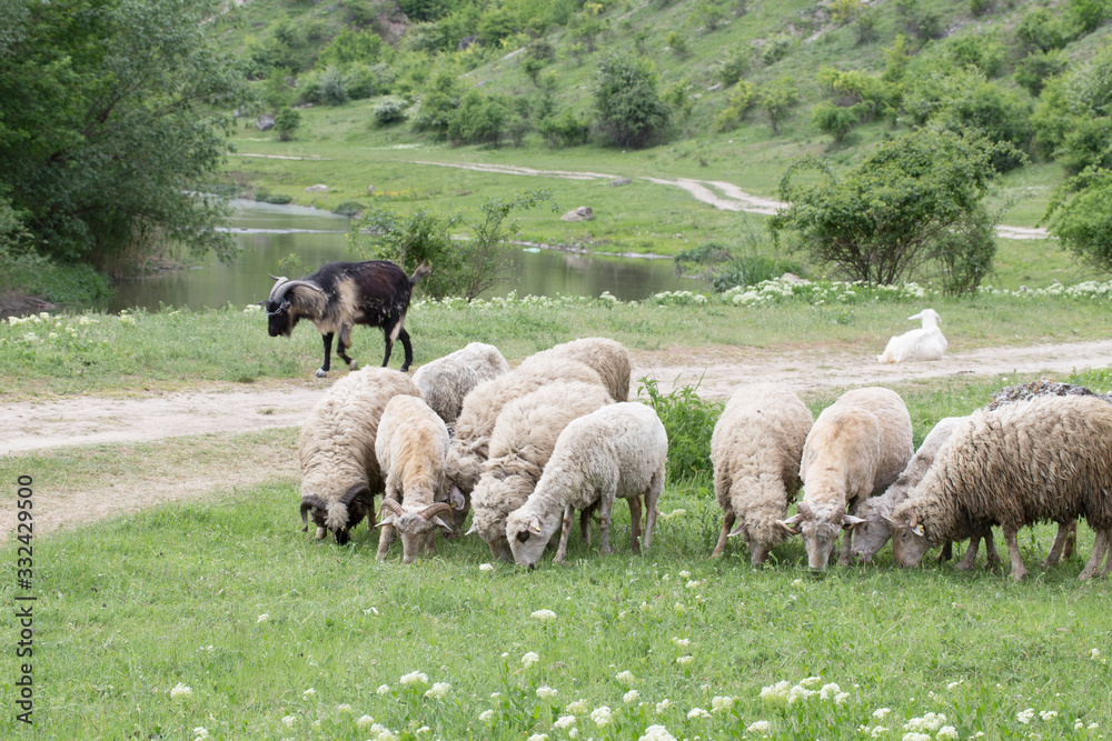 Obraz premium Sheep facing each other in a green field.